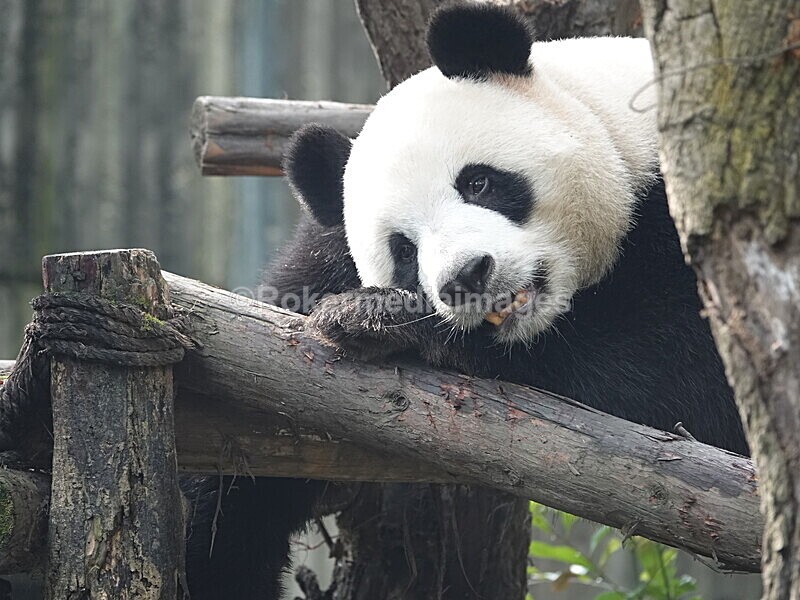 CHINA__0081 - China 2019