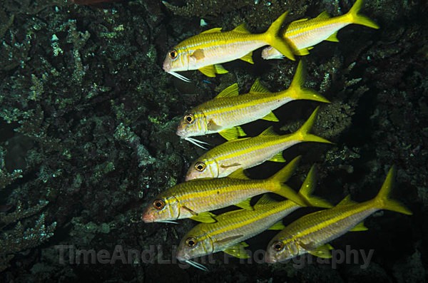 Goatfish - Red sea Egypt