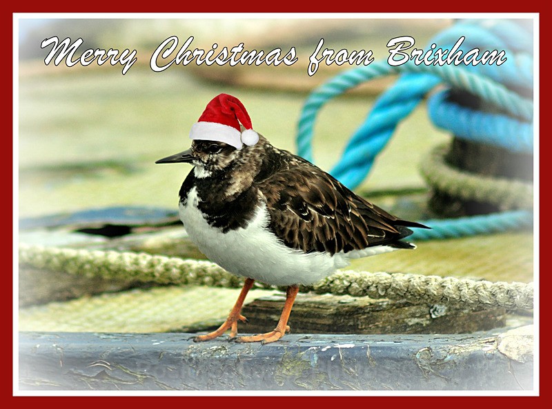 out of stock   BX21 - Christmas Turnstone at Brixham - XMAS CARDS  Brixham