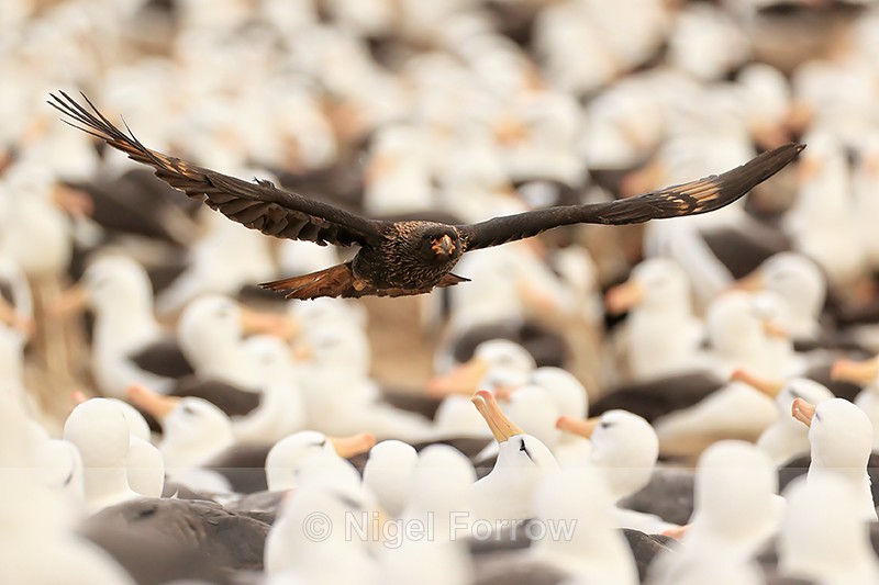 Striated Caracara harassing Black-browed Albatross colony, Falklands - Striated Caracara
