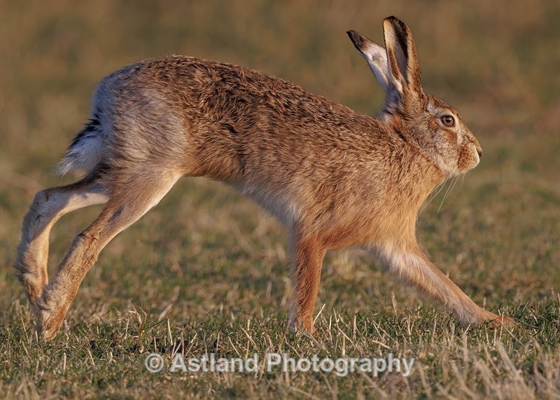Brown Hare - Latest Images