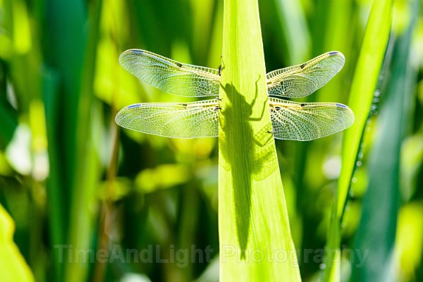 Male Four spot chaser - Dragonflies & Damselflies