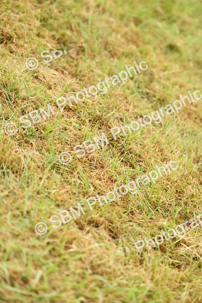 SBM_02237 - Class 50-57 - M&M Welsh Pony In Hand