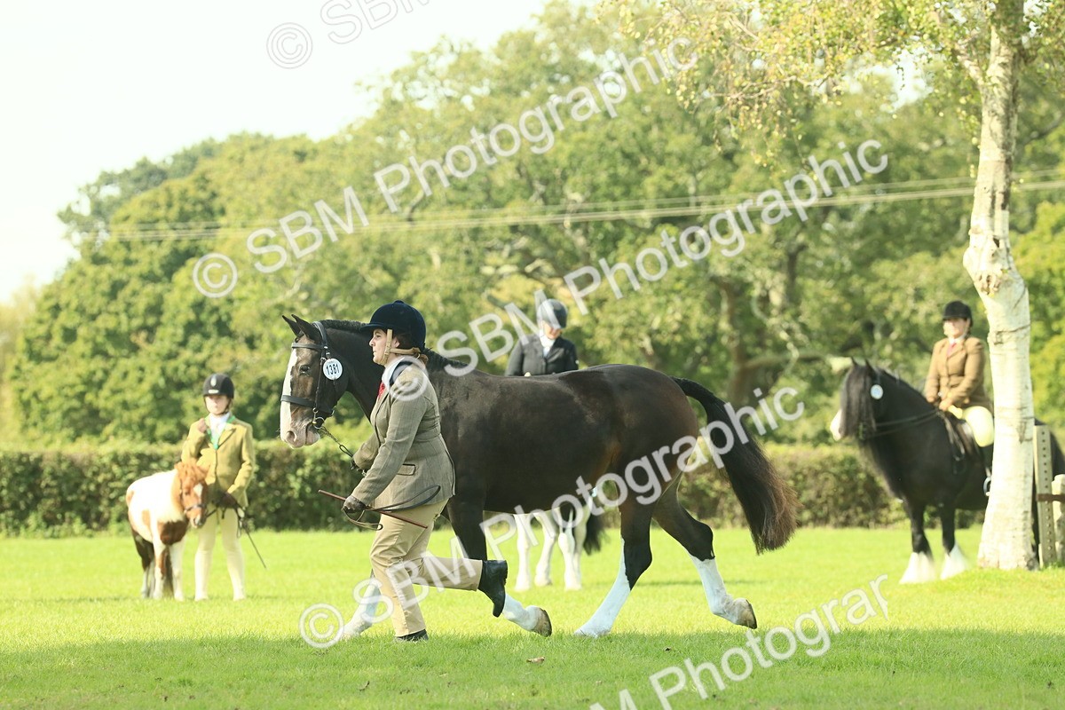 SBM_66551 - S34 - Rehabilitated Rescue Horse & Pony In Hand & Ridden