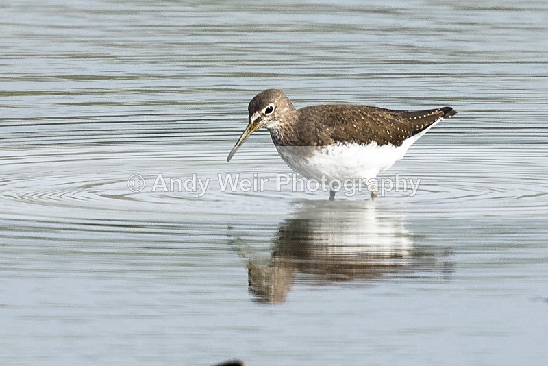 20150919-8E0A1205 - Other Waders