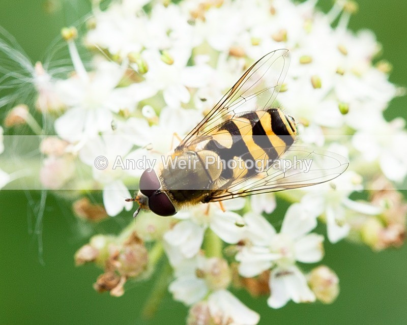 20110820-IMG_6306 - Insects