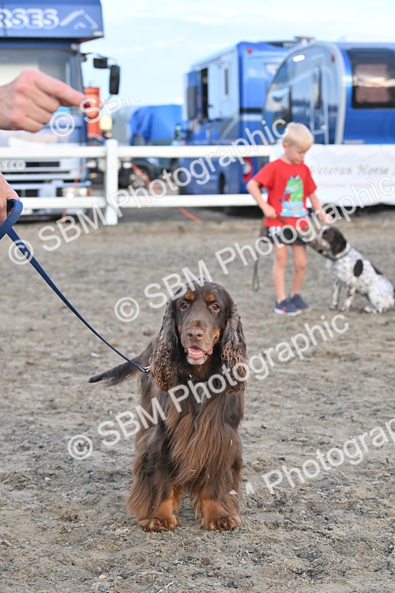SBM_09603 - Lorry Dogs