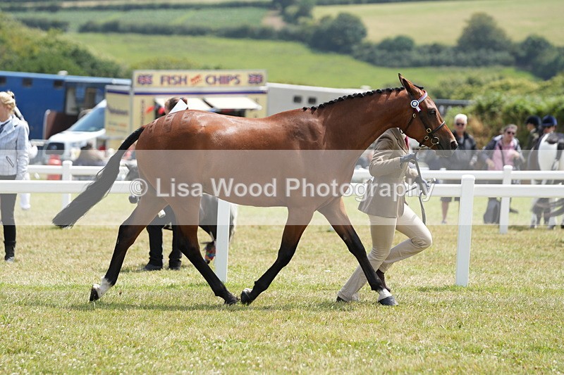 DSC06347 - Class 55: Hunter/Riding Horse/Hack 3 & 4 yr olds