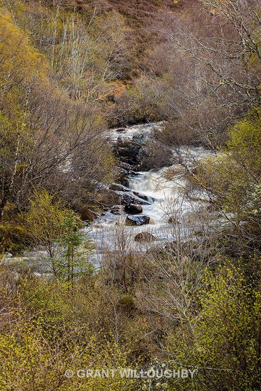 Highland stream Lairg 2 - Woods Trees Gorges and Waterfalls
