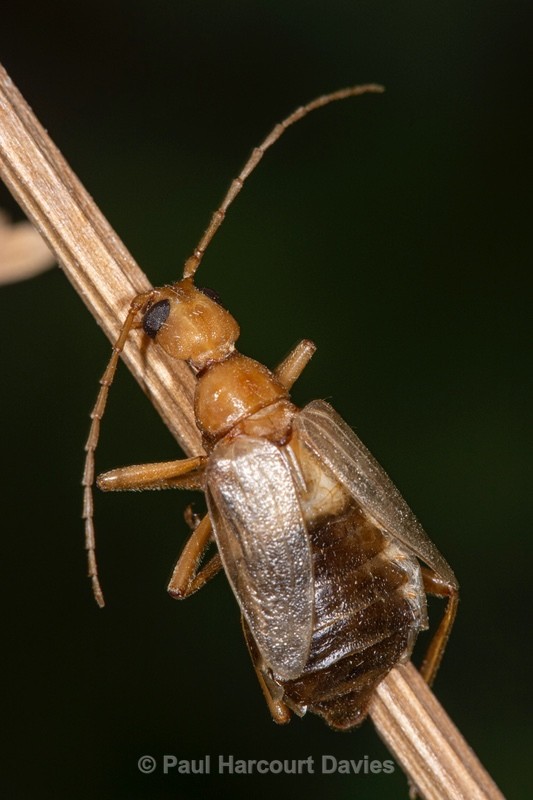 long-horned beetle (Vesperus luridus) - Insects & Spiders & other animals 2021