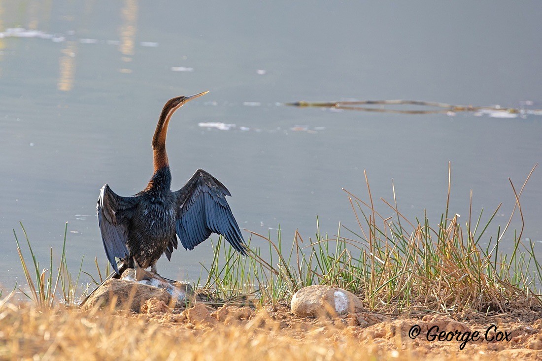 Bird African Darter - South Africa - Limpopo
