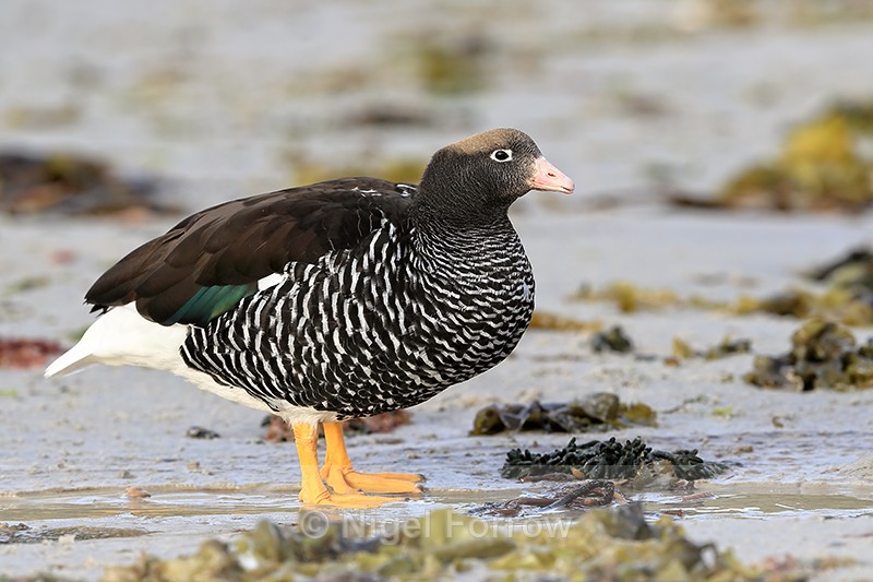 Kelp Goose (female) close view, Carcass Island, Falklands - Kelp Goose