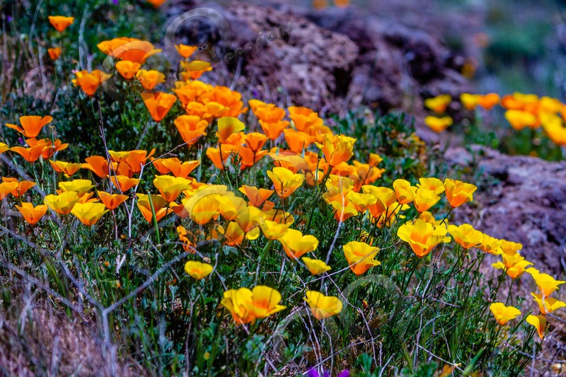 Californian poppy Eschscholzia californica-5544 - Plants and trees