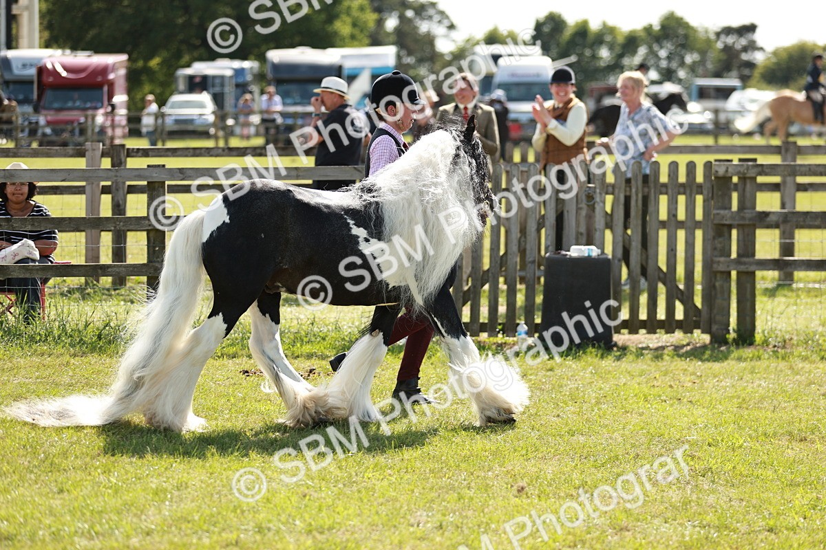 SBM_08956 - Class 63-65 - Traditional Gypsy Cobs In Hand & Ridden