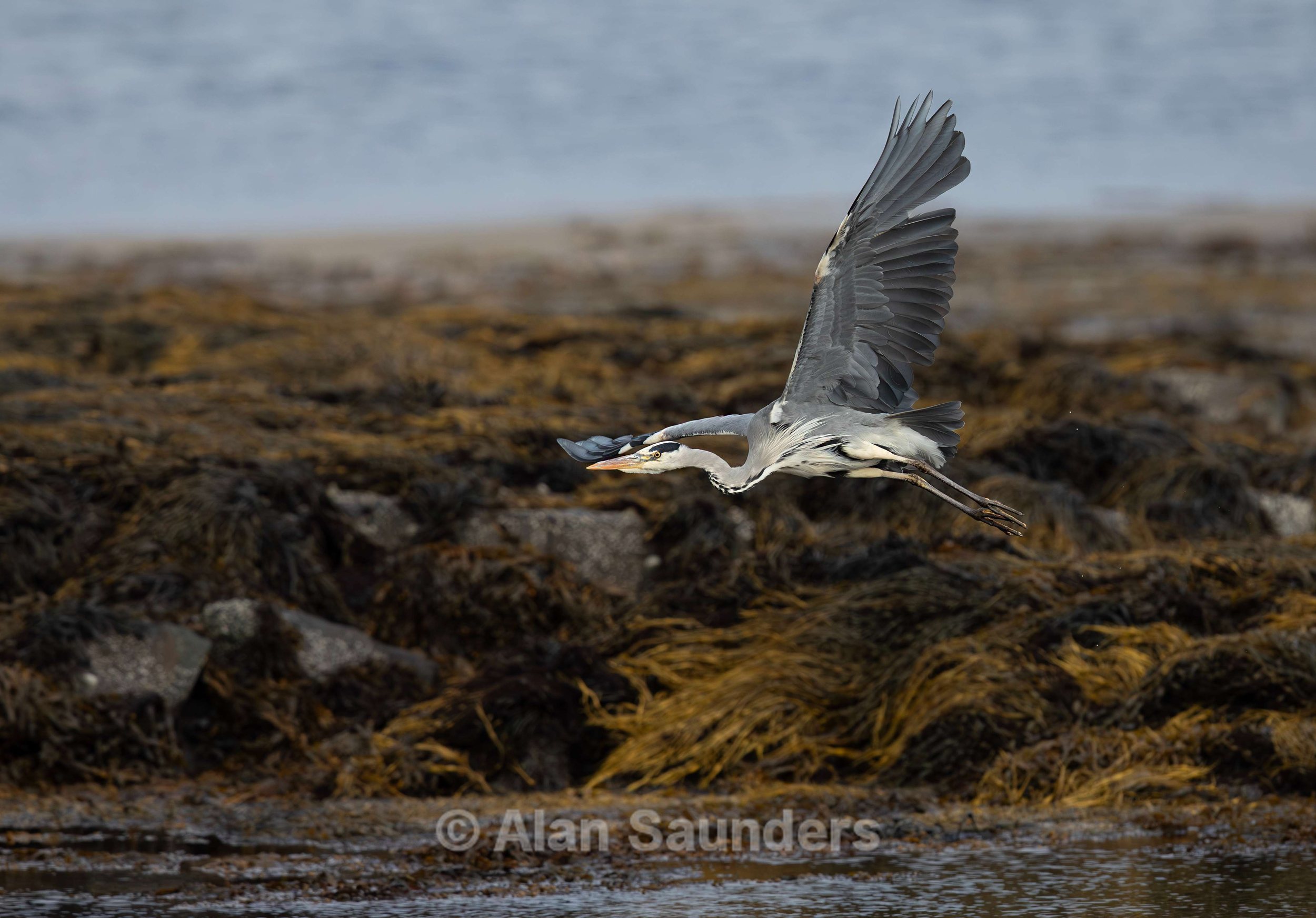 Grey Heron 18