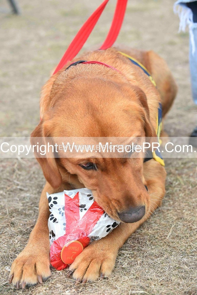 SH4_0152 - Dog show.