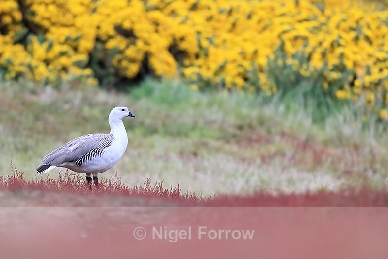Upland Goose (male) standing still in sheep's sorrel, gorse background - Upland Goose