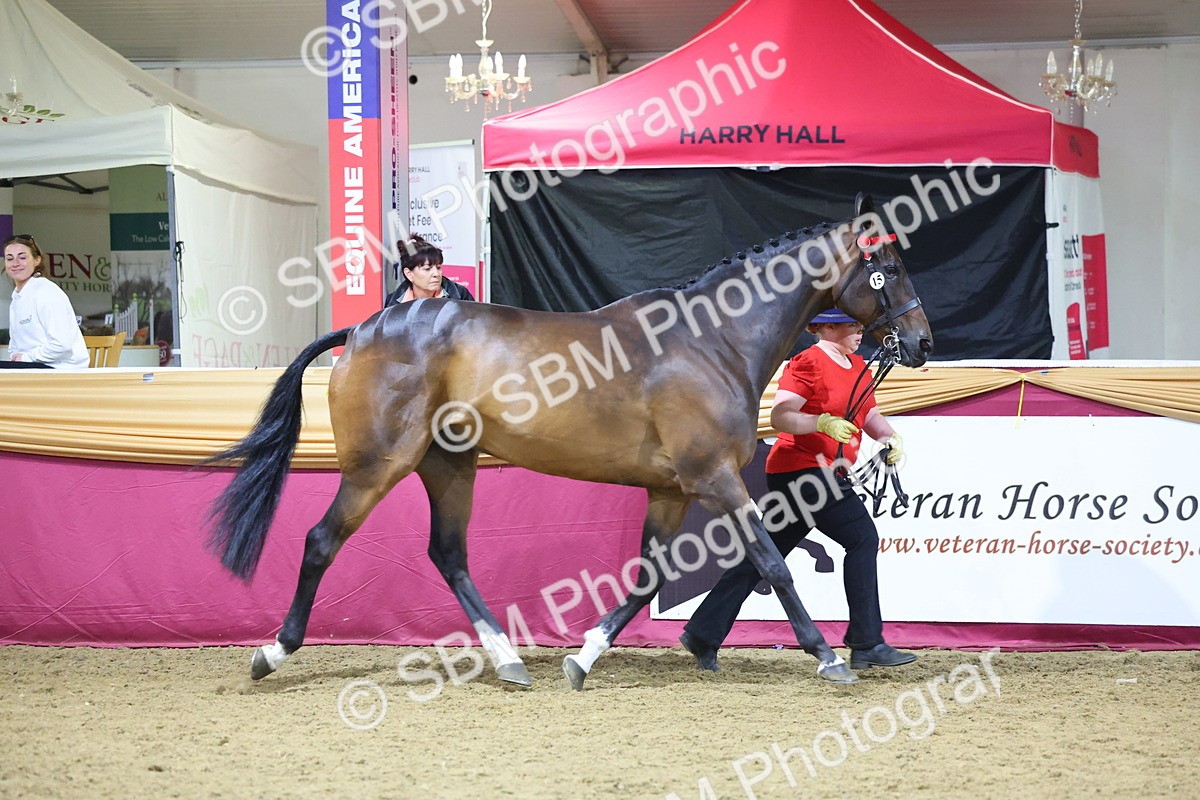 SBM_19150 - Class I Competition/ Riding Club Champ