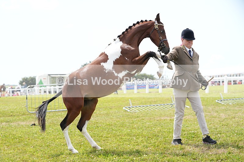 DSC06717 - Class 58: Coloured Pony Youngstock