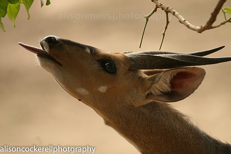  - African Safaris
