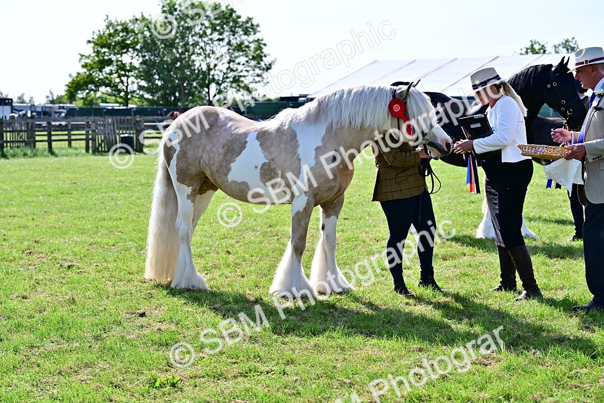 SBM_10159 - Class 63-65 - Traditional Gypsy Cobs In Hand & Ridden