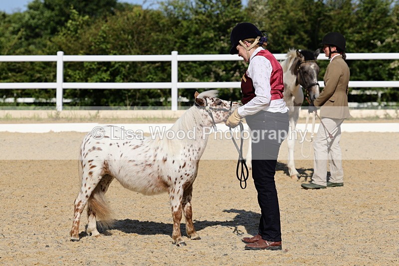1X9A0690 - Class 3: Youngstock 1, 2, 3 year old not to exceed 153cm