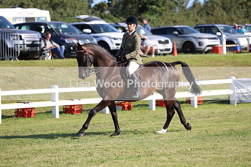 3E7A5399 - Class 2: Rising Star Large Hack/Riding Horse