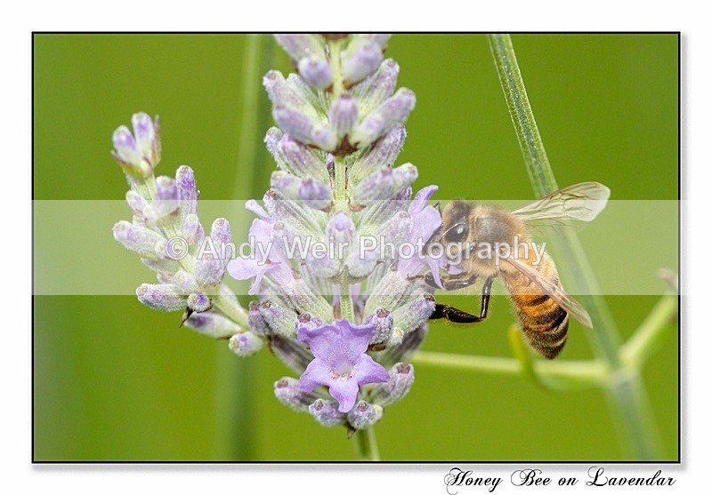 190721-untitled-8E0A5630-Edit - Insects