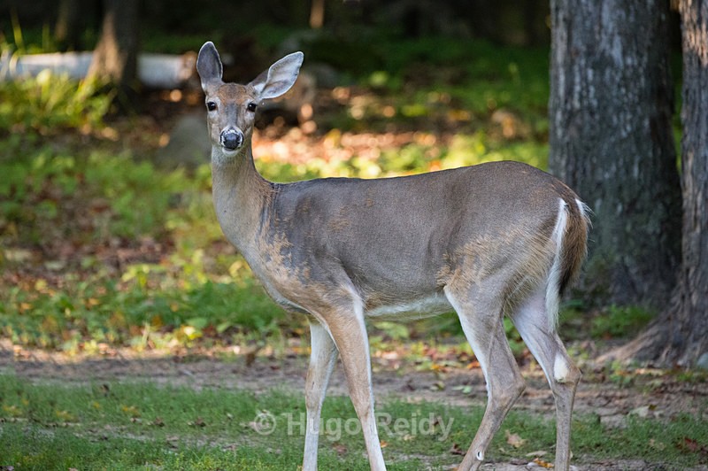  - Animals in the Wild