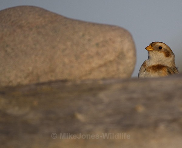 SNOW BUNTINGS - SNOW BUNTINGS