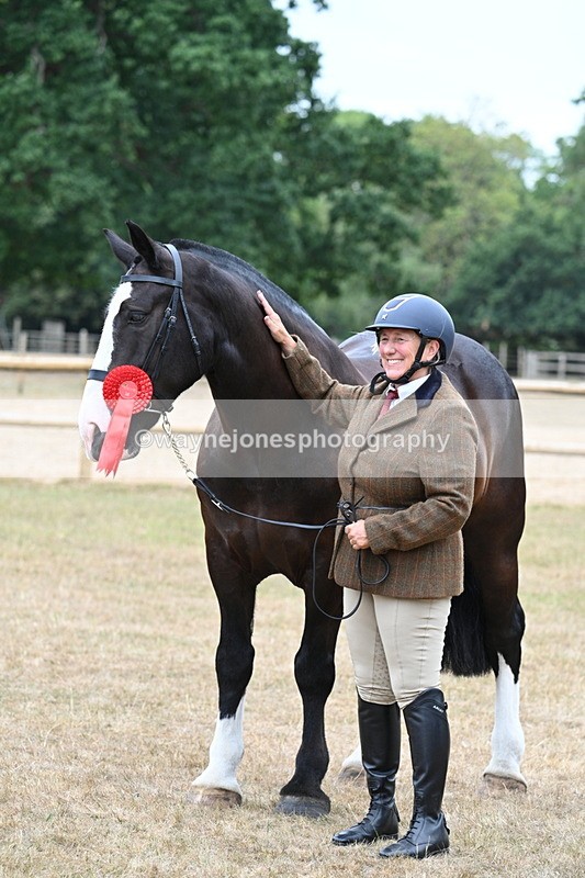 WJ7_0161 - Class 5a Most Handsome Gelding (above 14.2hh)