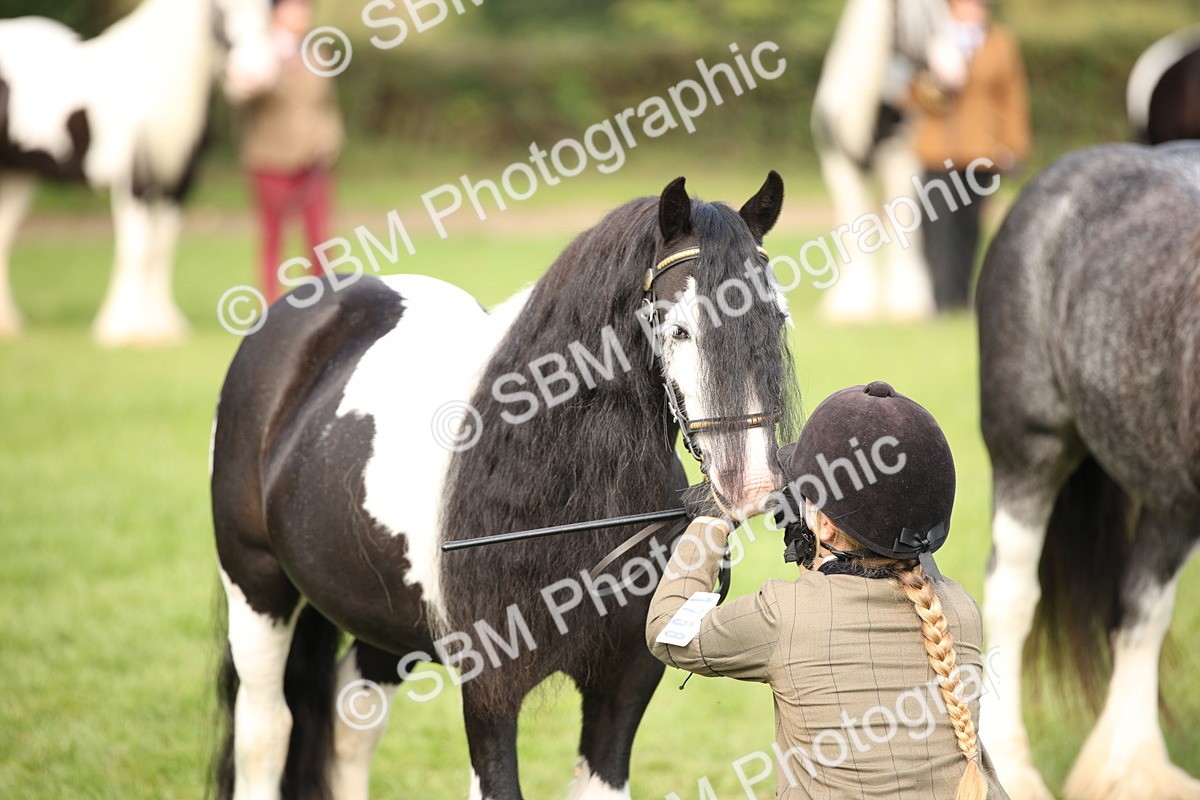 SBM_62307 - S55 - Traditional Cob In Hand