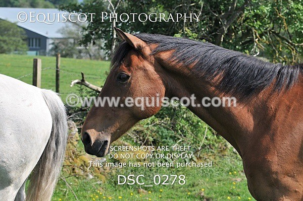 DSC_0278 - ARCHIVE REQUEST - Quincy and Guinness