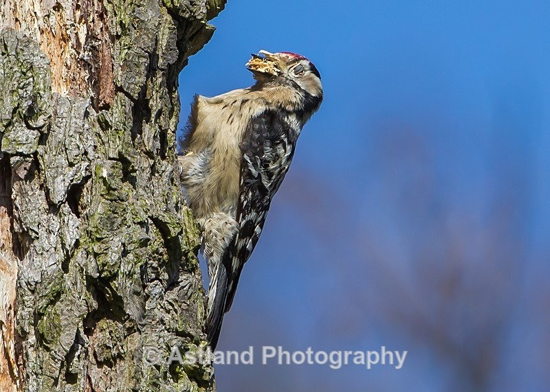 Astland Photography, Bird and Wildlife Images, Susan and Peter Wilson, U.K.