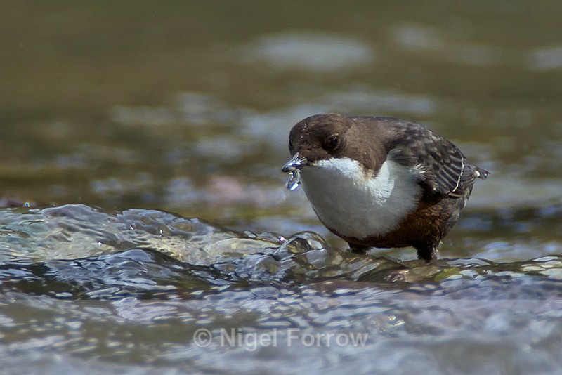 Dipper feeding in the River Windrush at Crawley Weir - Dipper