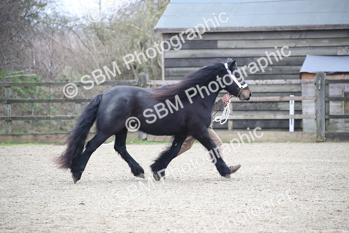 SBM_004048 - Class 1-4 - Young Stock classes Inc. In Hand Championship