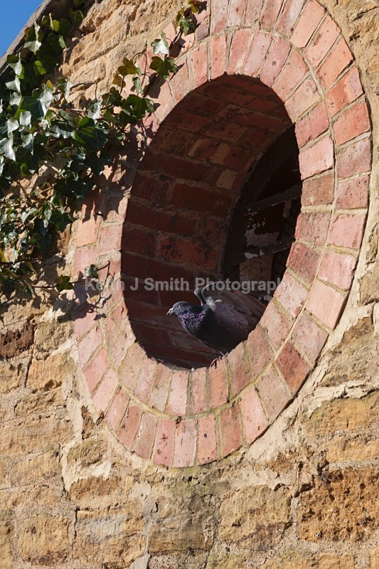 YR6M9394  (RM) - Abington Park & Northampton Town.