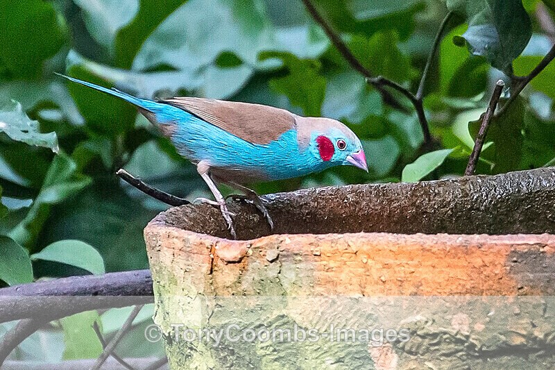 Red-cheeked Cordon Bleu - The Gambia