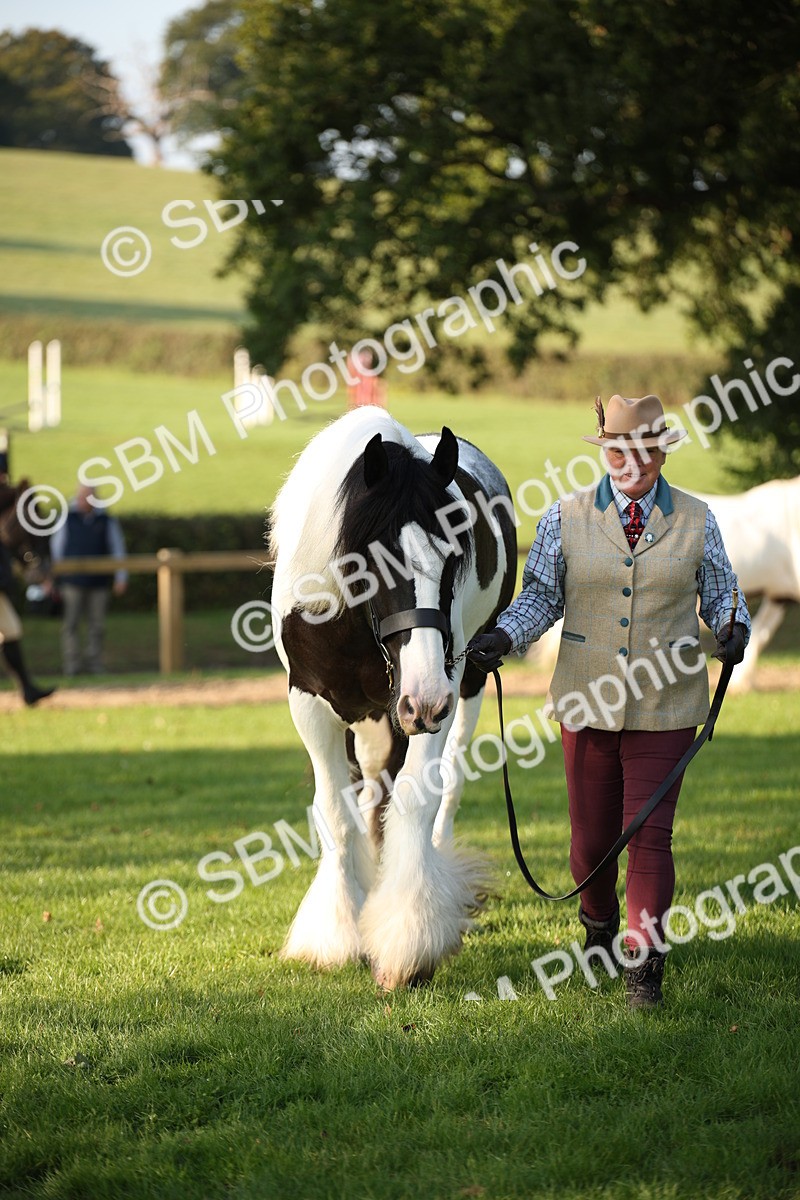 SBM_58704 - S51 - Piebald & Skewbald Horse In Hand