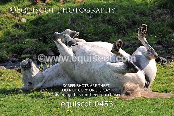 equiscot 0453 - ARCHIVE REQUEST - Quincy and Guinness