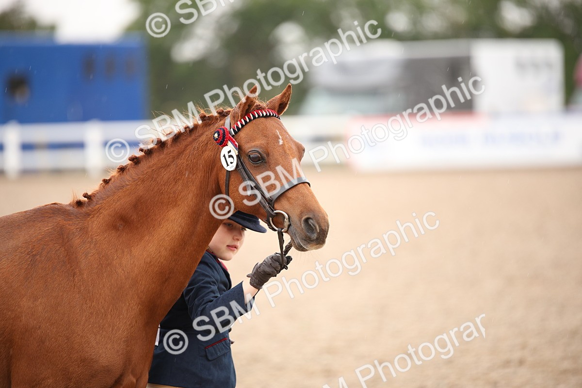 SBM_20139 - Class 702 - IH  Show Horse Pony