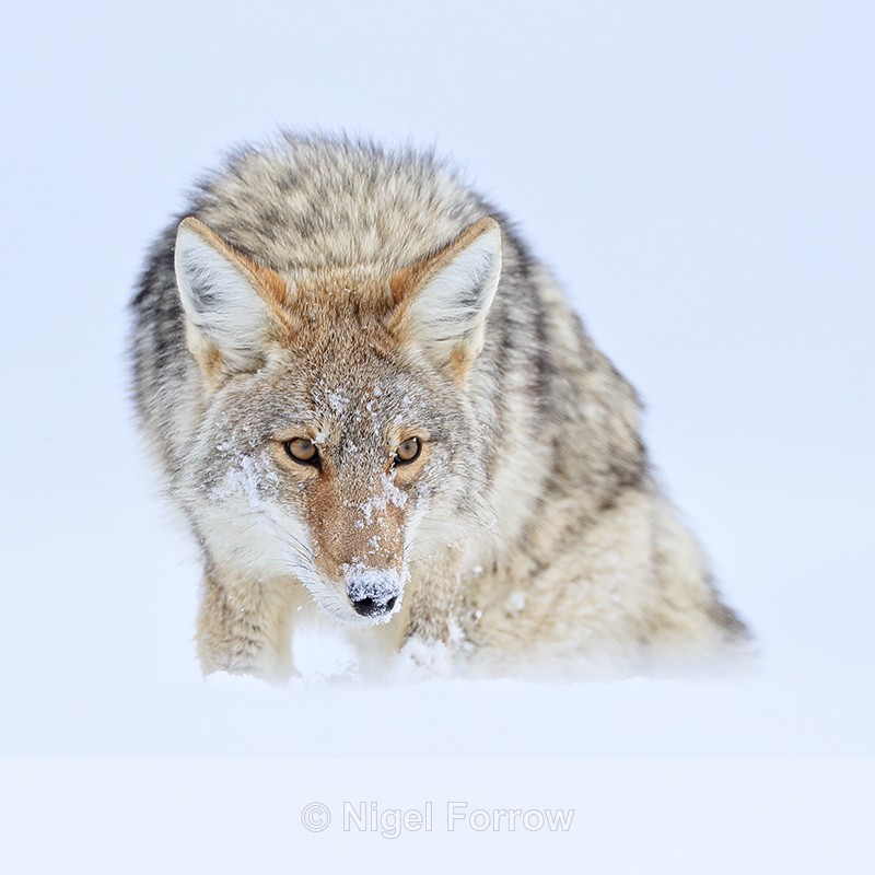 Coyote close head-on portrait, Yellowstone National Park - Coyote