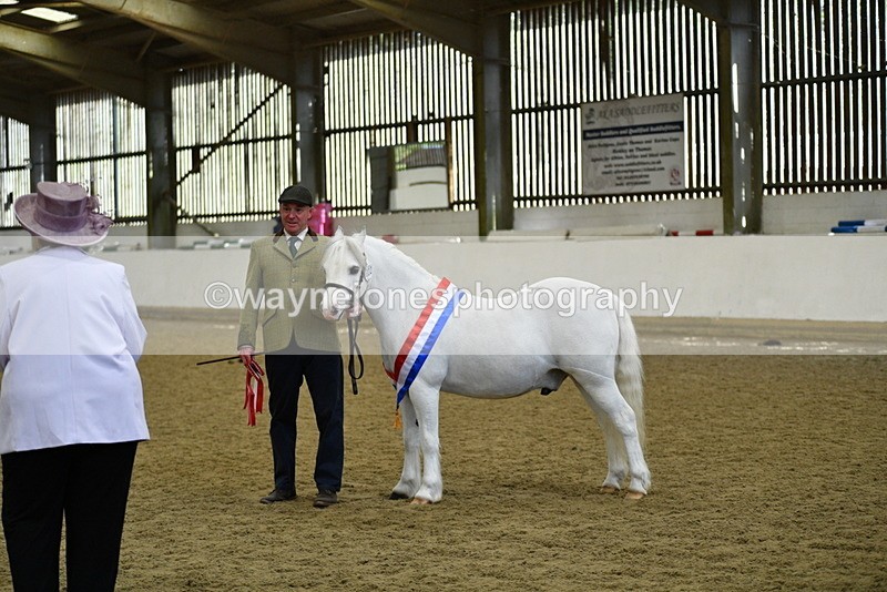 WJ5_5809 - Morning in hand Championship