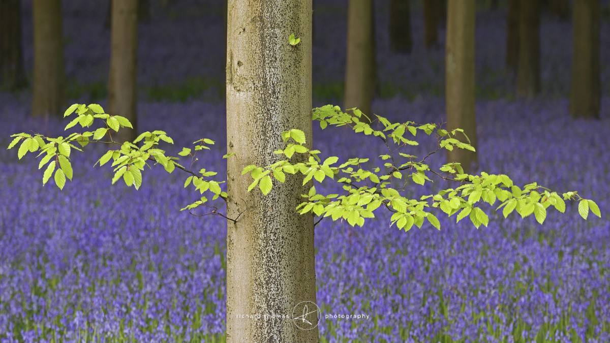 Bluebell edge - BlueWood