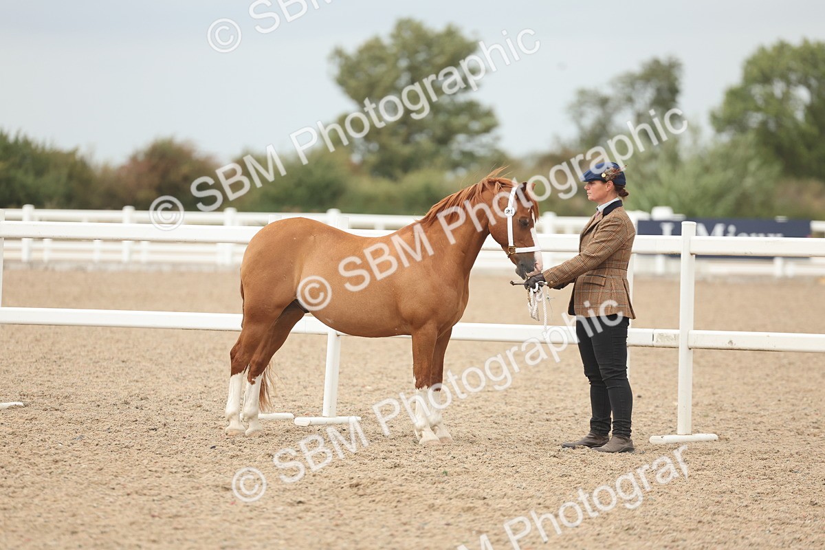 SBM_19224 - Class 317 - IH Pure Bred Horse-Pony