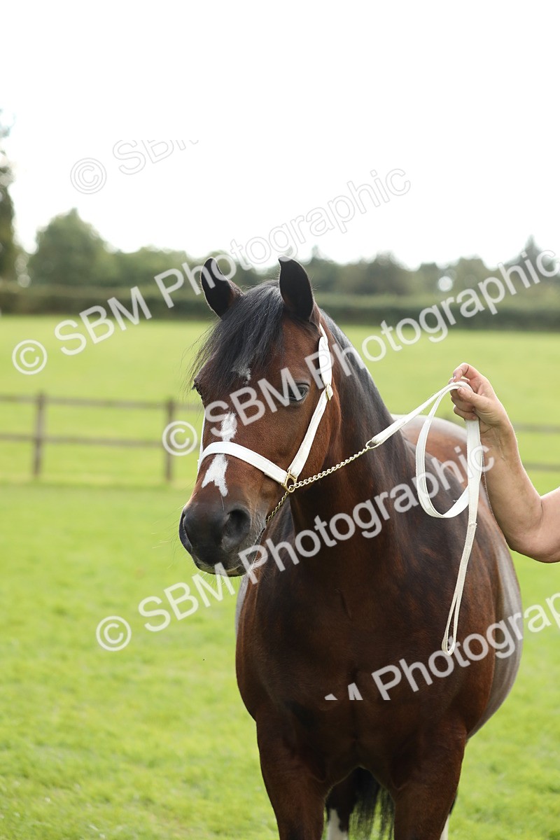 SBM_65532 - S47 - Mountain & Moorland In Hand Large Breeds