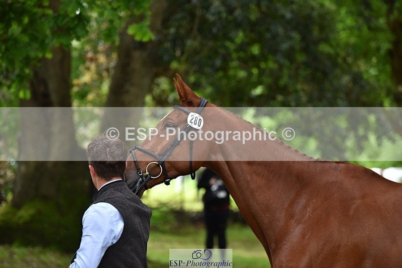 240522-171532-01485 - 280-SHANNONDALE_ARNOLD-Tom_McEwen