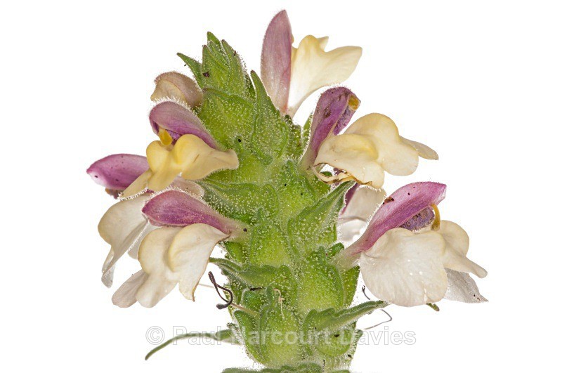 Bellardia (Bellardia trixago) - Plants - WB