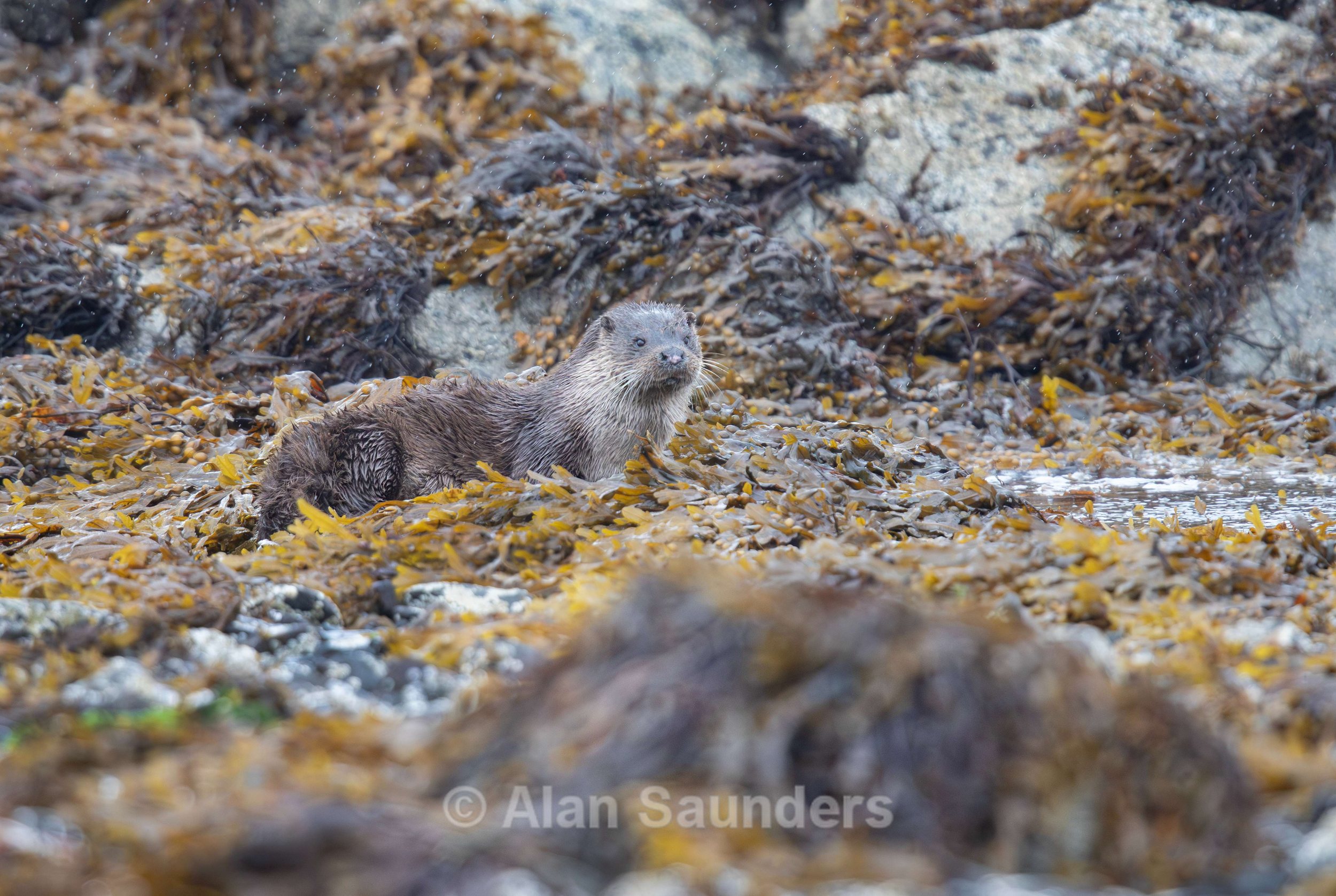 Eurasian Otter 57