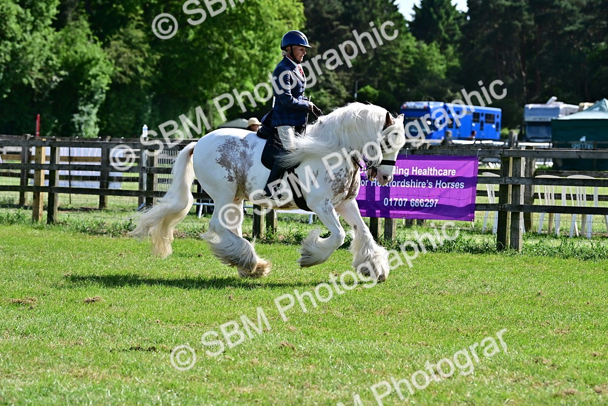 SBM_09319 - Class 63-65 - Traditional Gypsy Cobs In Hand & Ridden